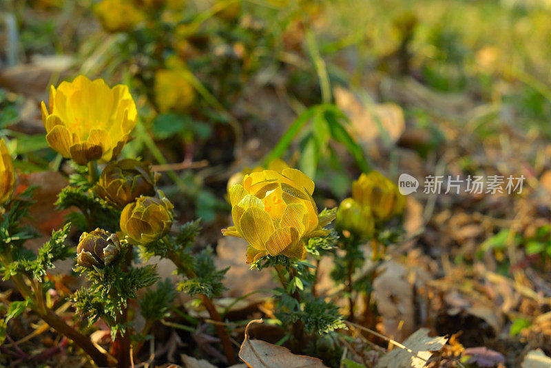 花，东京，日本(2022年1月- 3月)